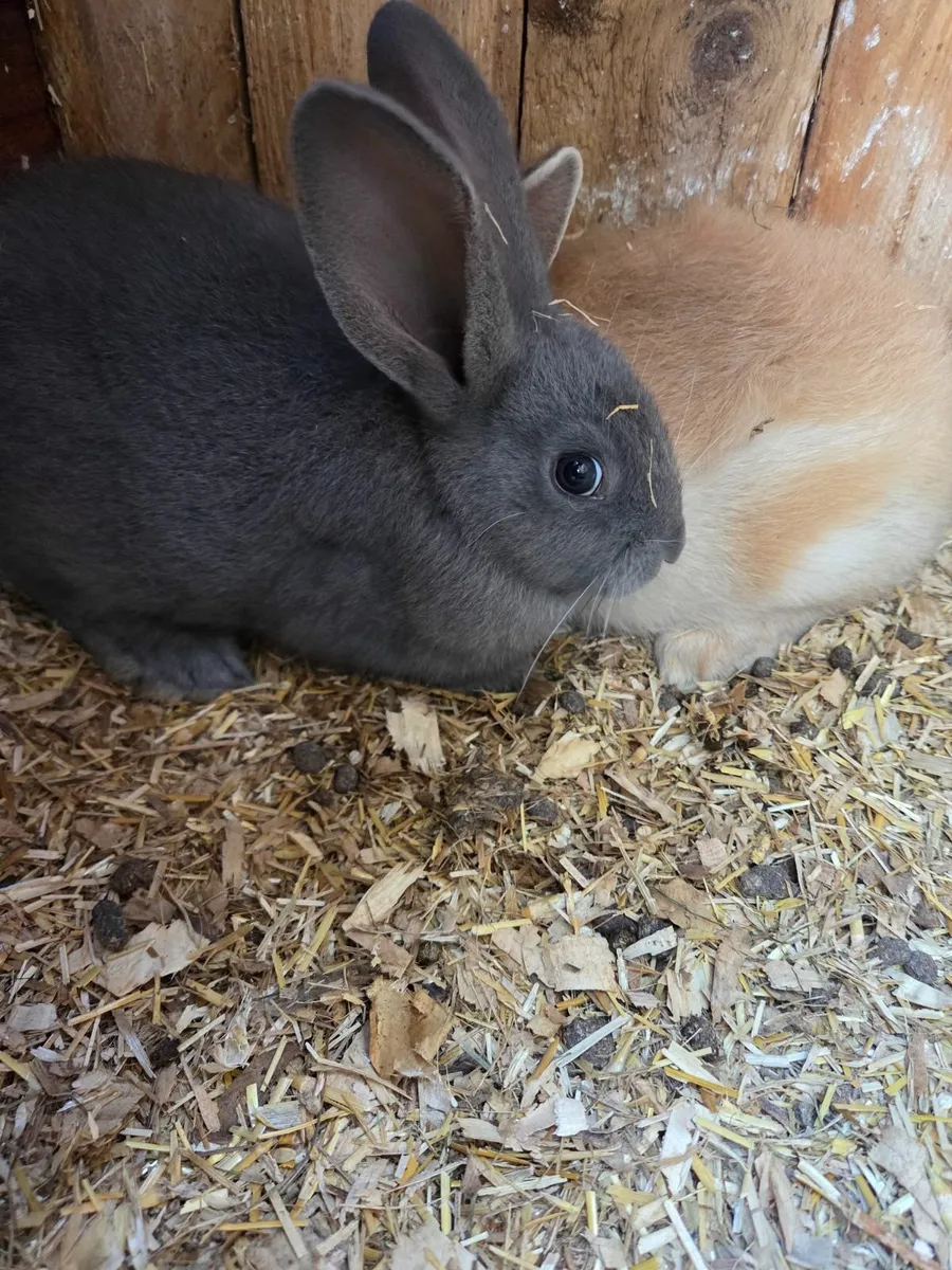 Bunny rabbits - Image 2