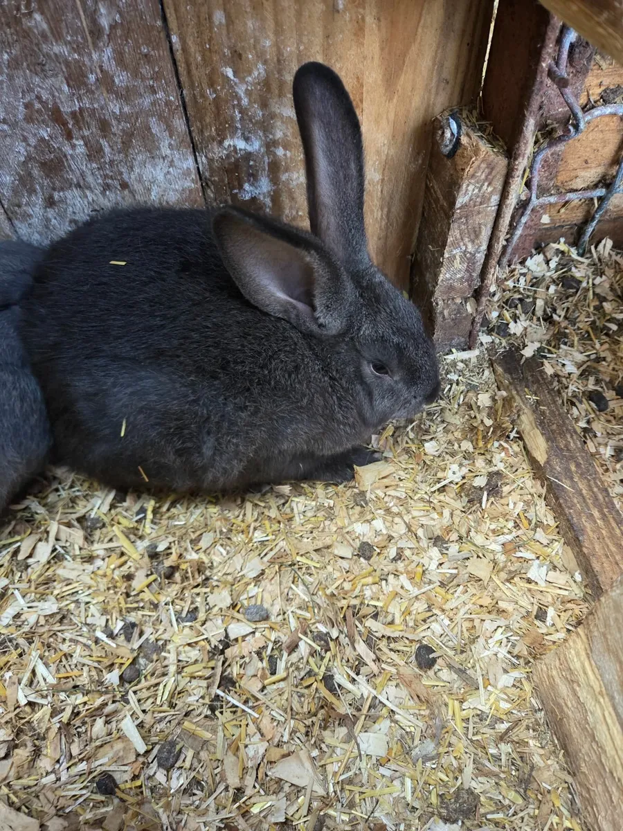 Bunny rabbits - Image 3
