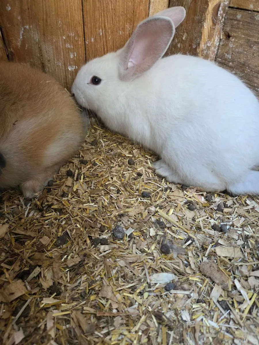 Bunny rabbits - Image 4