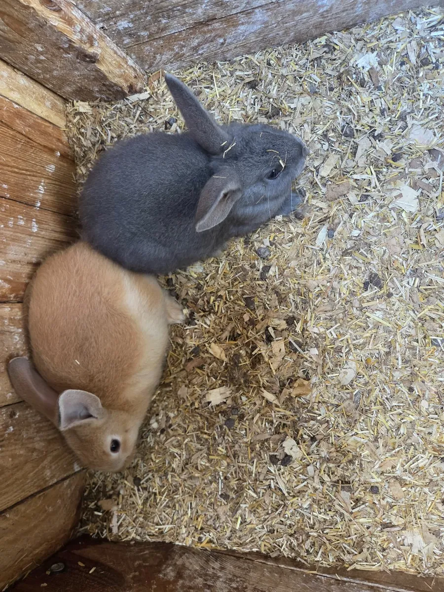Bunny rabbits - Image 1