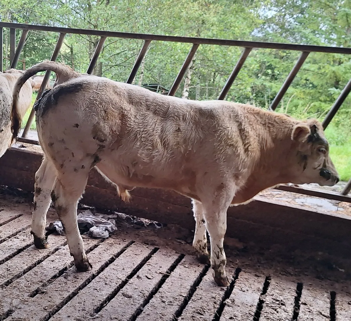 Organic Bull Calves - Image 1