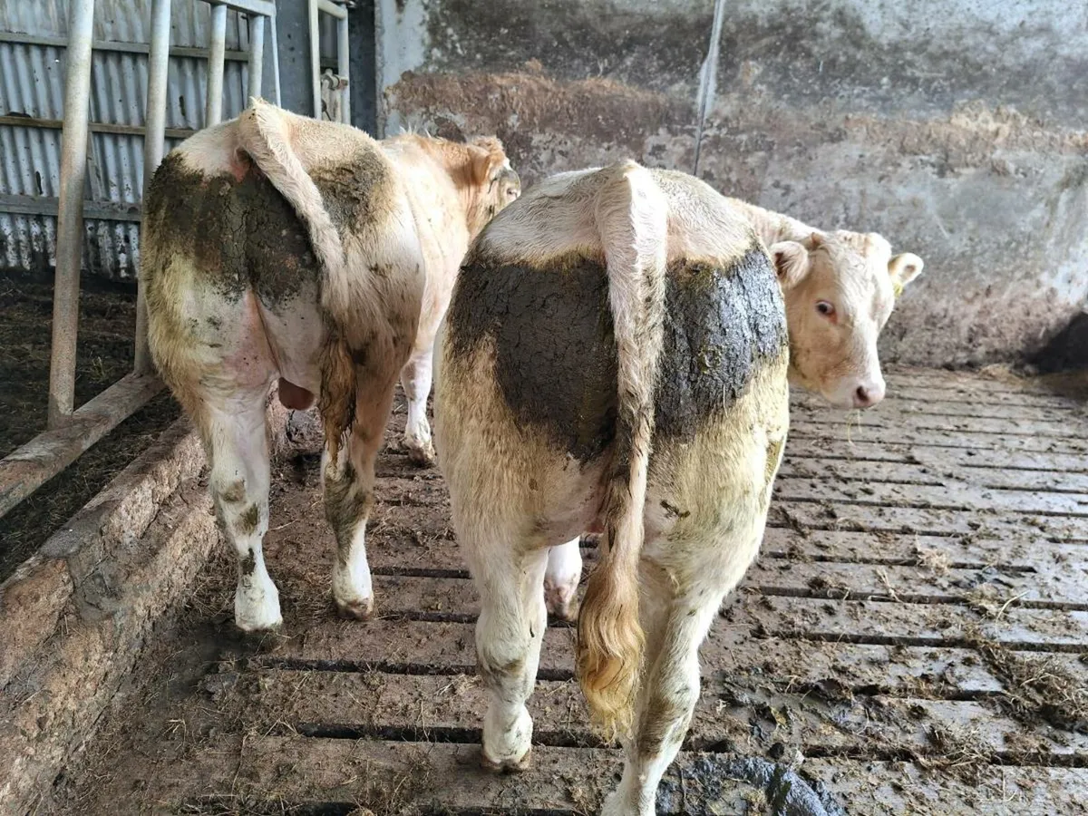 Organic Bull Calves - Image 2