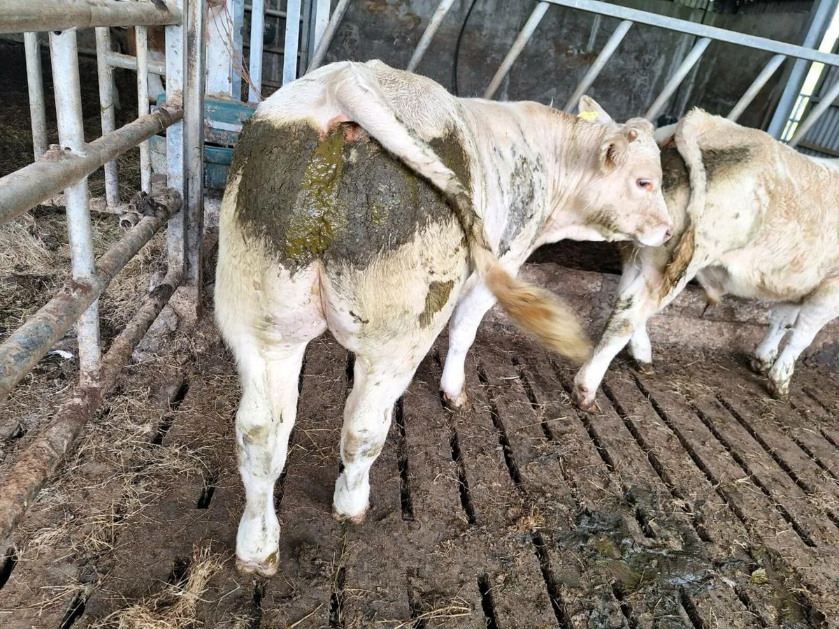 Organic Bull Calves - Image 3