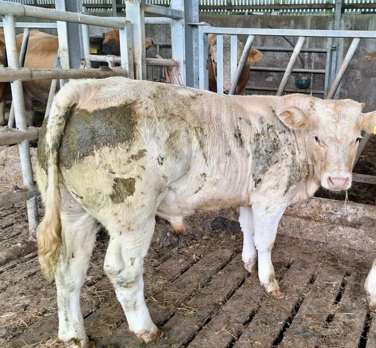 Organic Bull Calves - Image 4