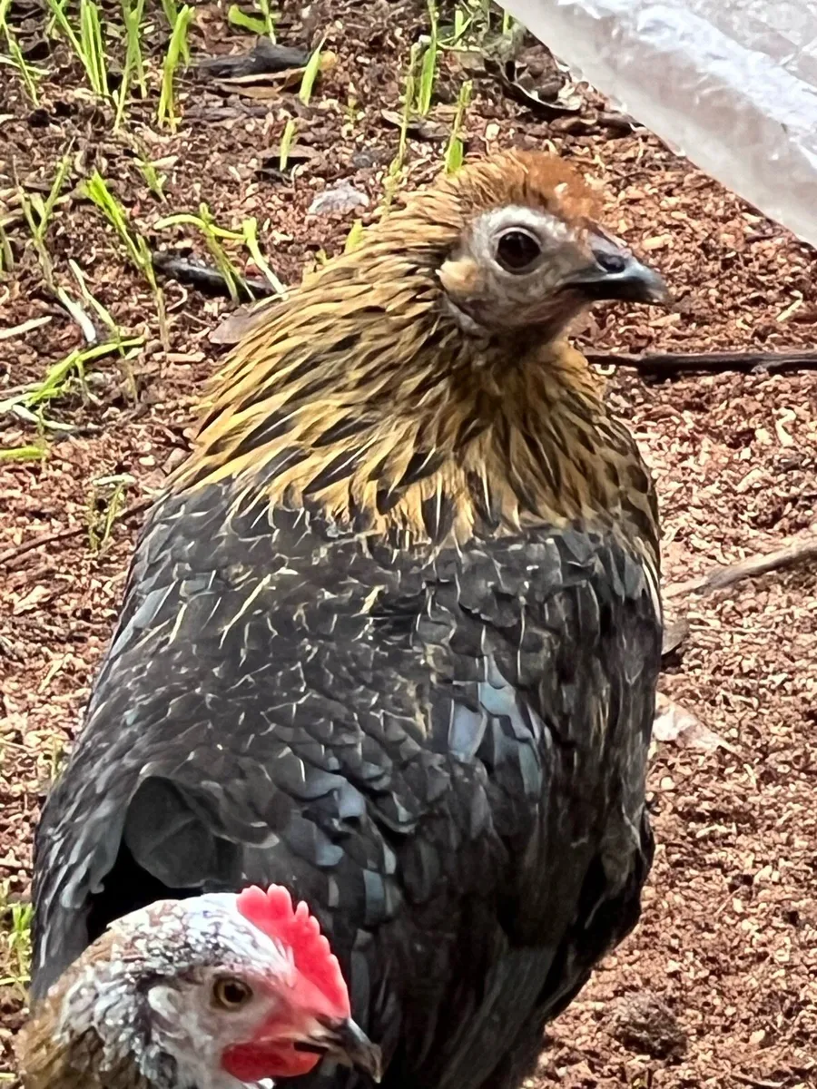 Bantam - Image 3
