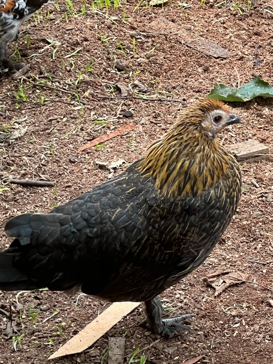 Bantam - Image 4