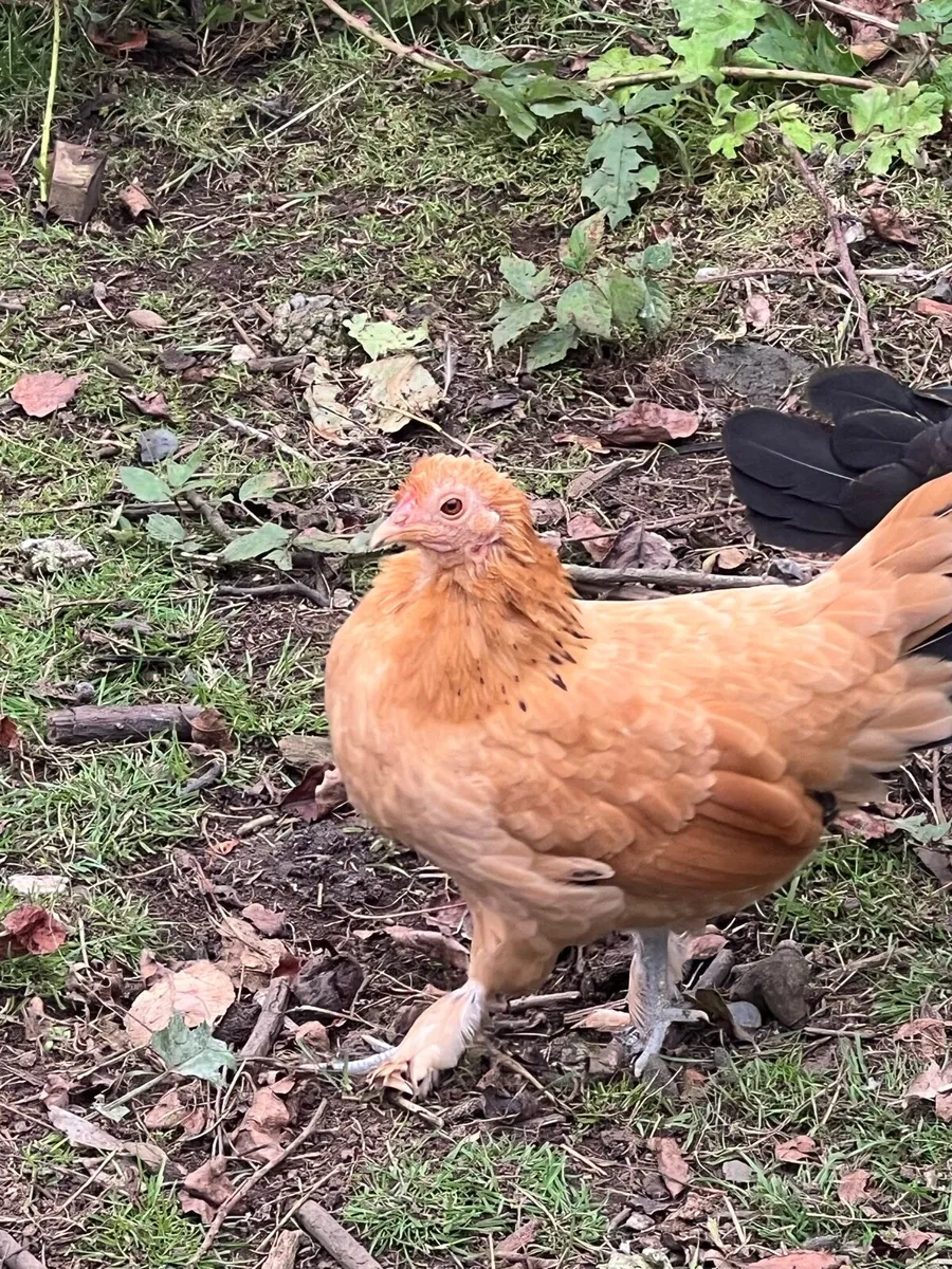 Bantam - Image 1