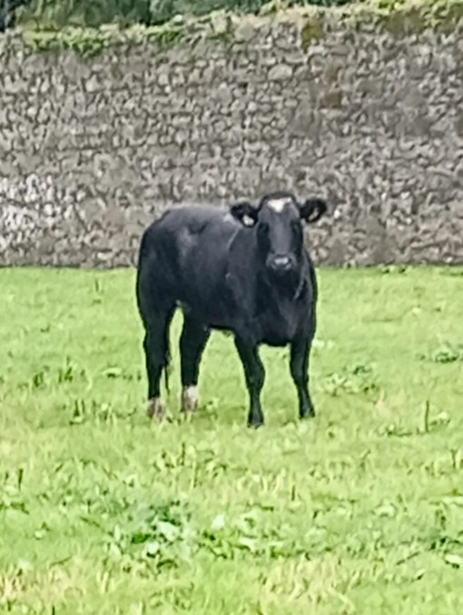 Super breeding heifers - Image 1