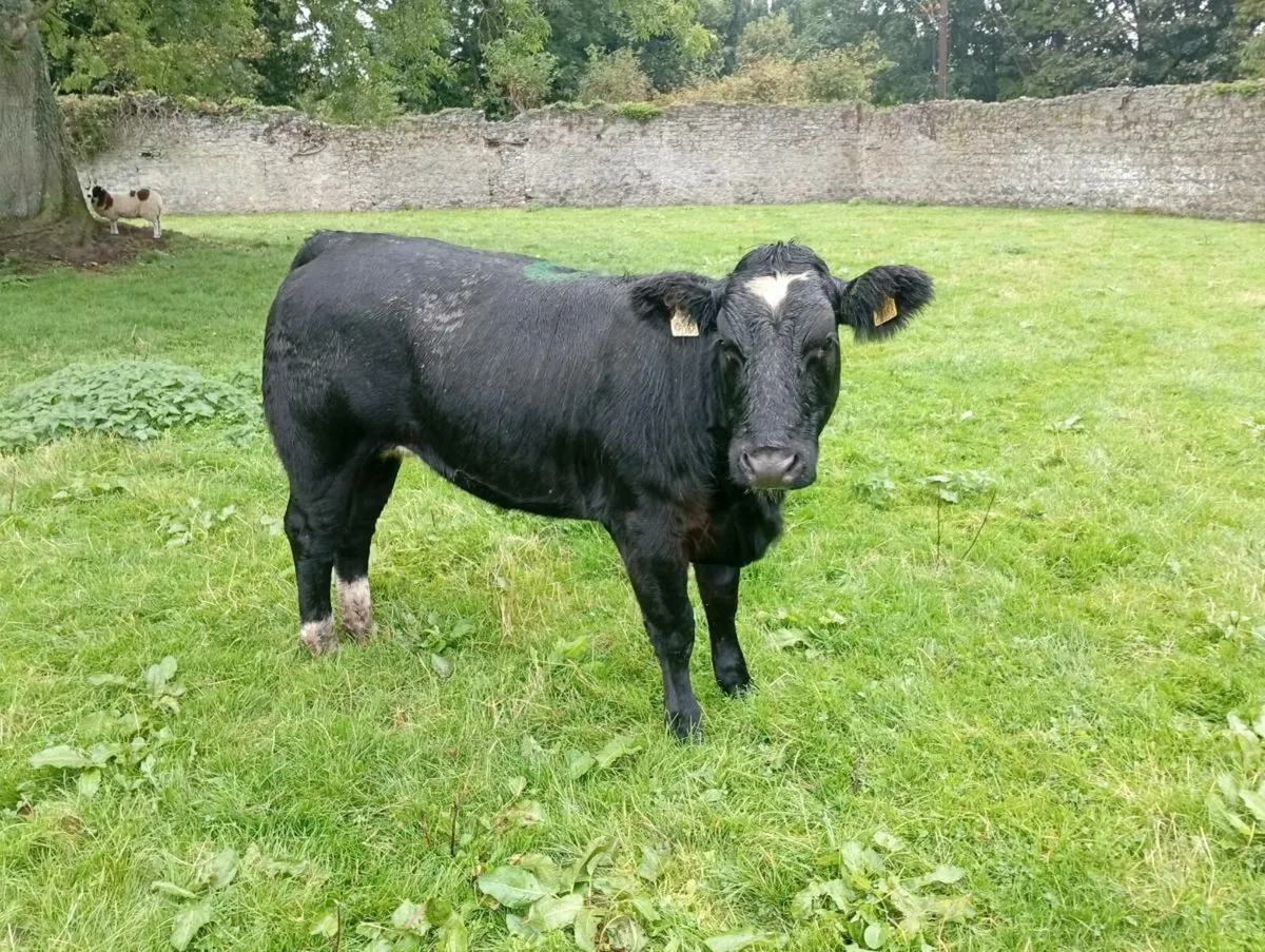 Super breeding heifers - Image 2