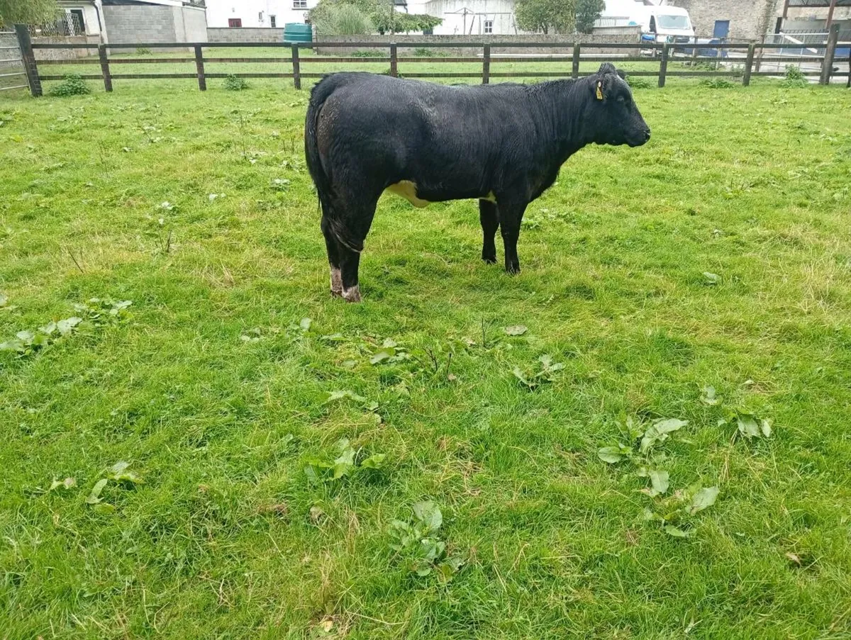 Super breeding heifers - Image 3