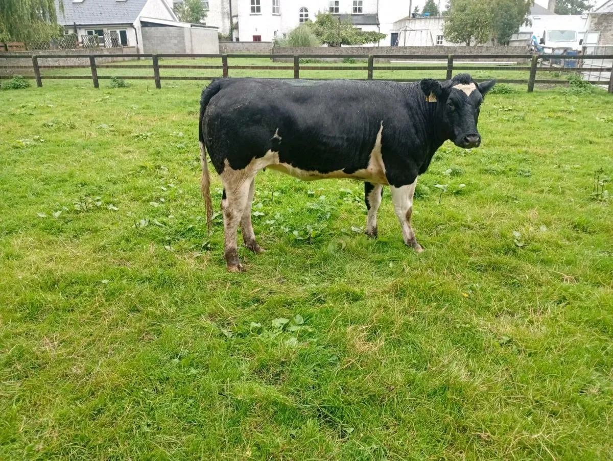 Super breeding heifers - Image 4