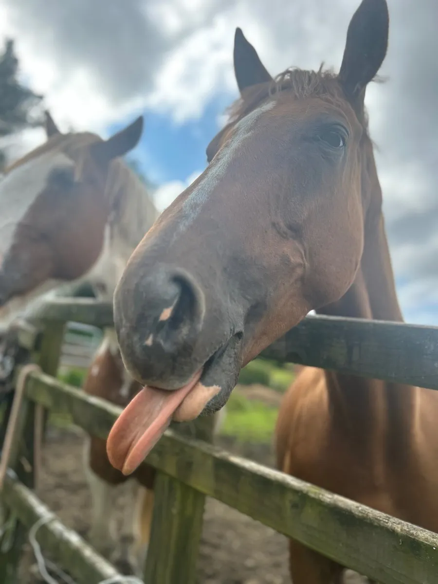 Horse - Image 3