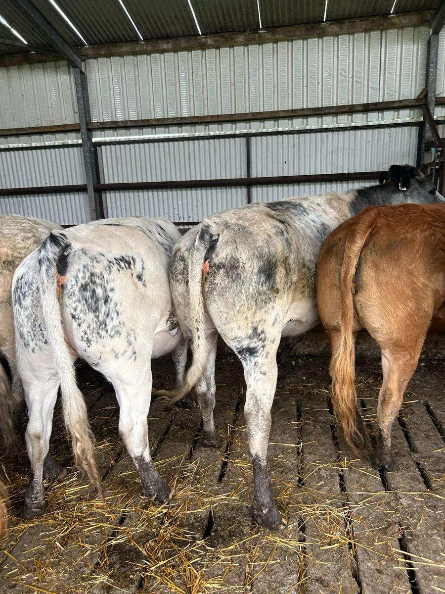 Beef cattle - Image 1