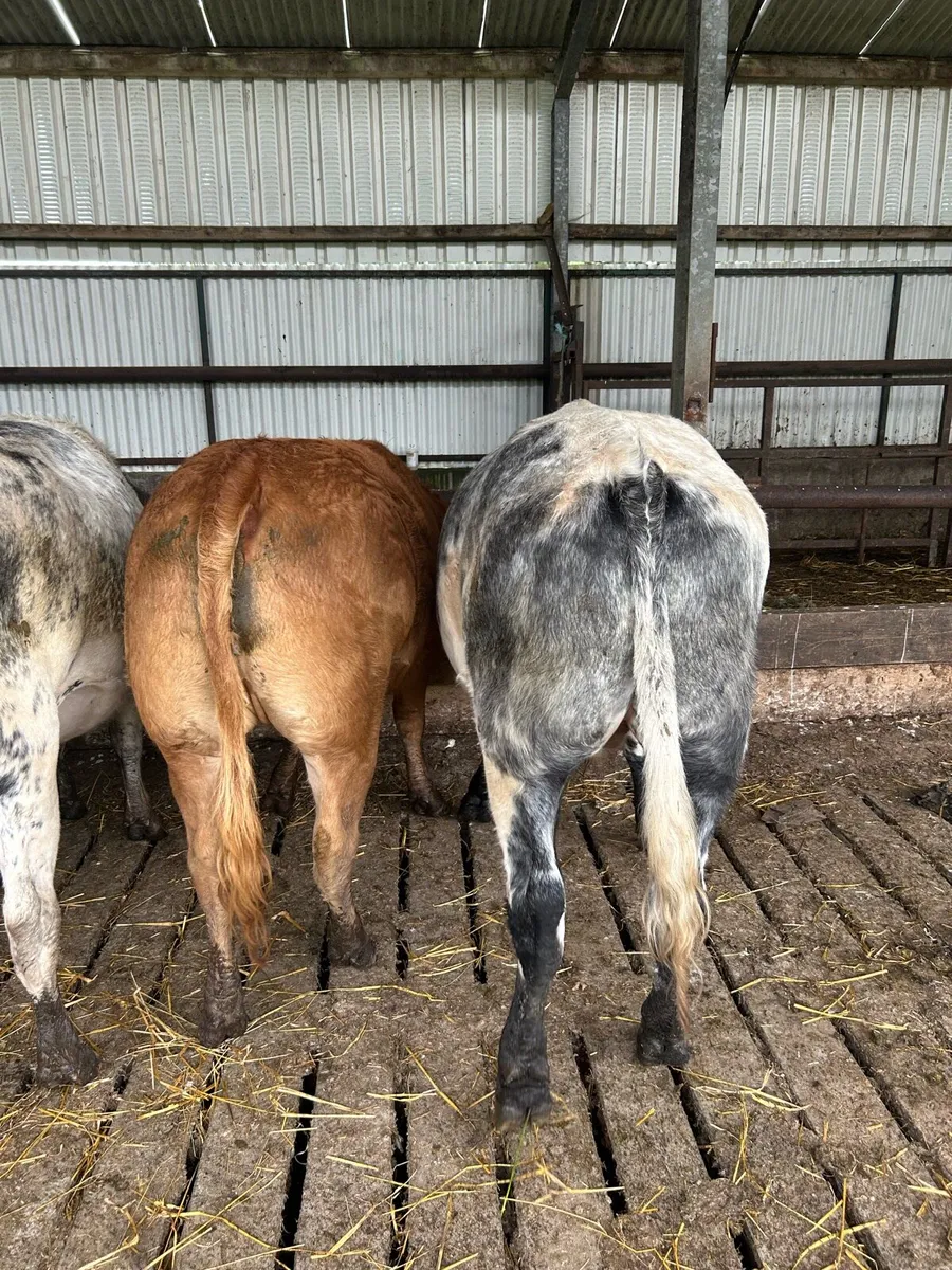 Beef cattle - Image 2
