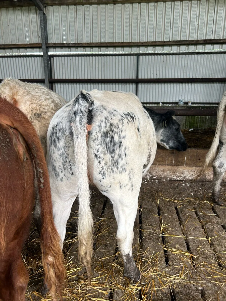 Beef cattle - Image 3