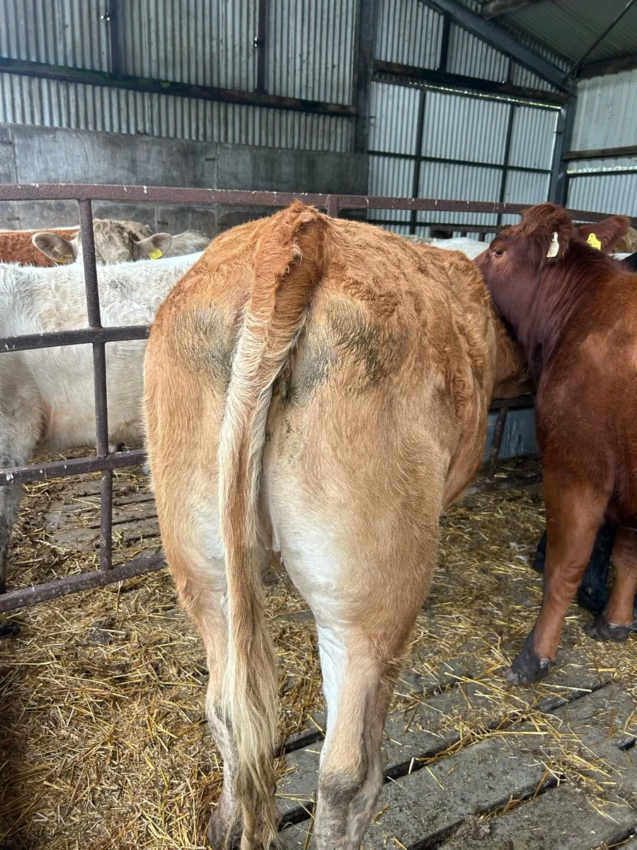 Beef cattle - Image 4