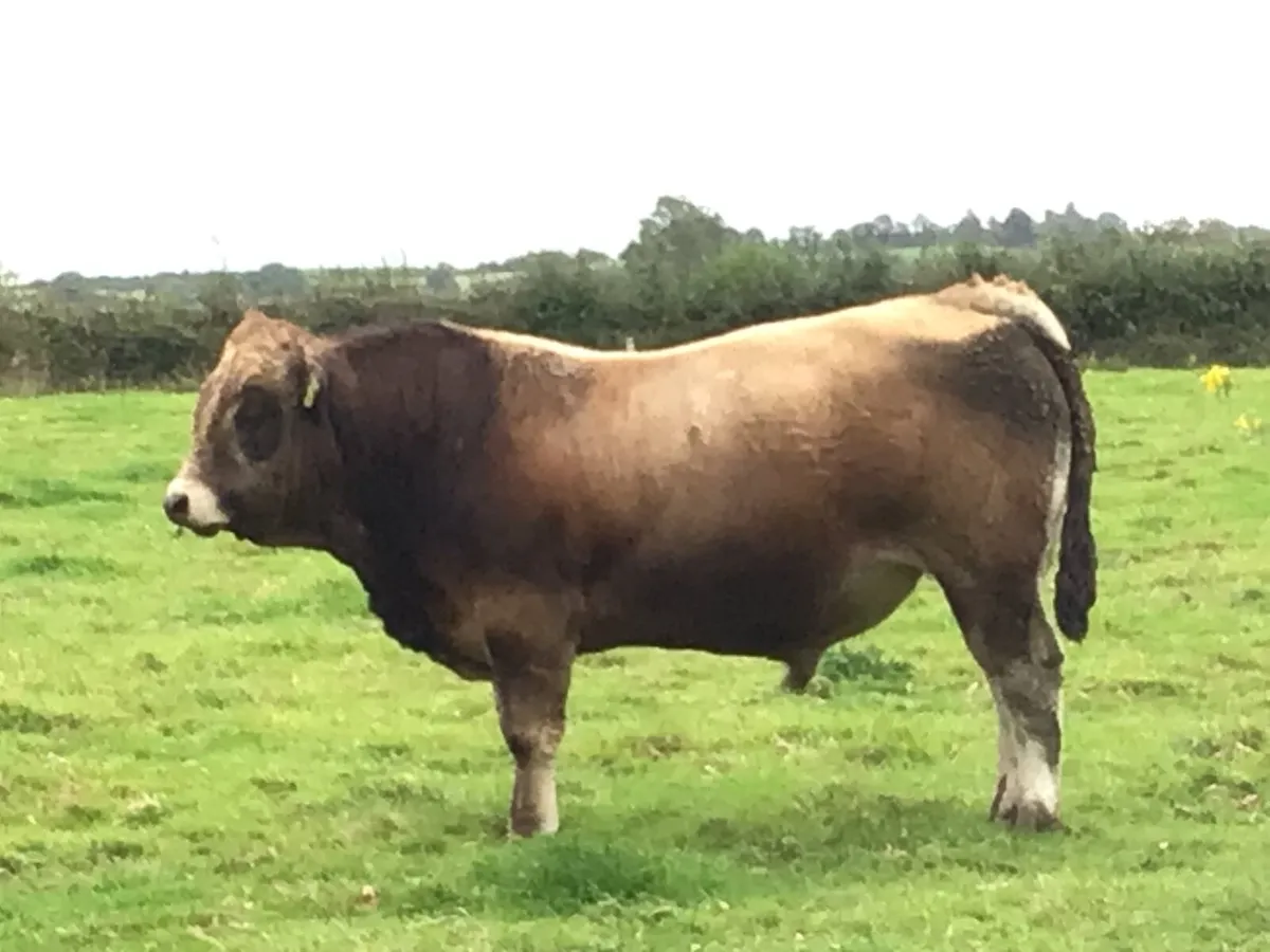 Organic beef cattle - Image 1