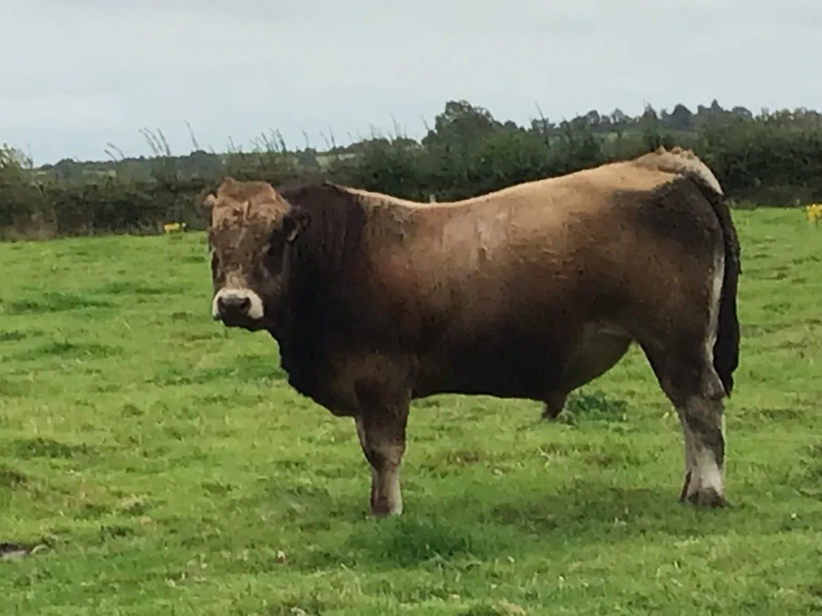 Organic beef cattle - Image 2