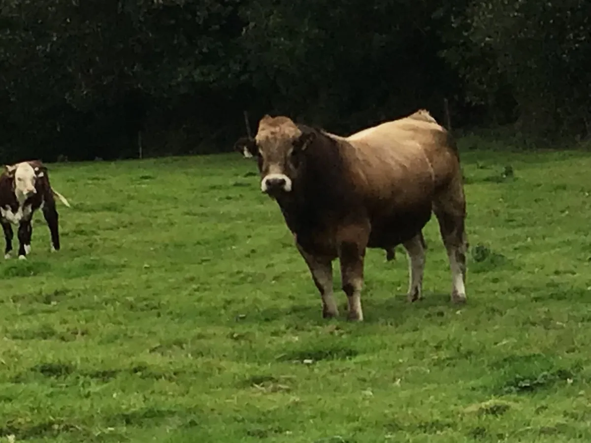 Organic beef cattle - Image 3