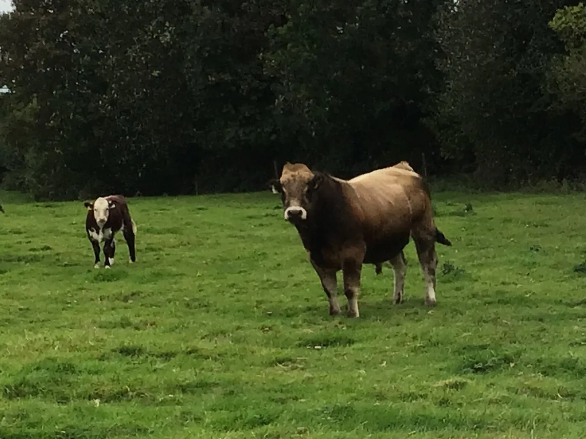 Organic beef cattle - Image 4