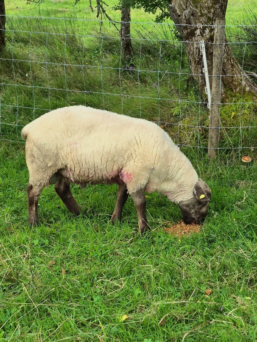 Suftex Ram - Image 2