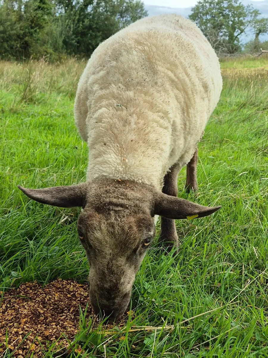 Suftex Ram - Image 3