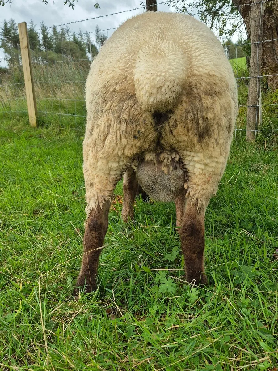 Suftex Ram - Image 4