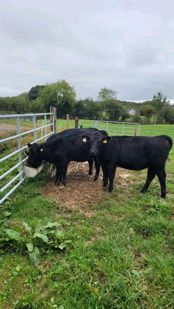 4 angus and 1 bb heifers - Image 1
