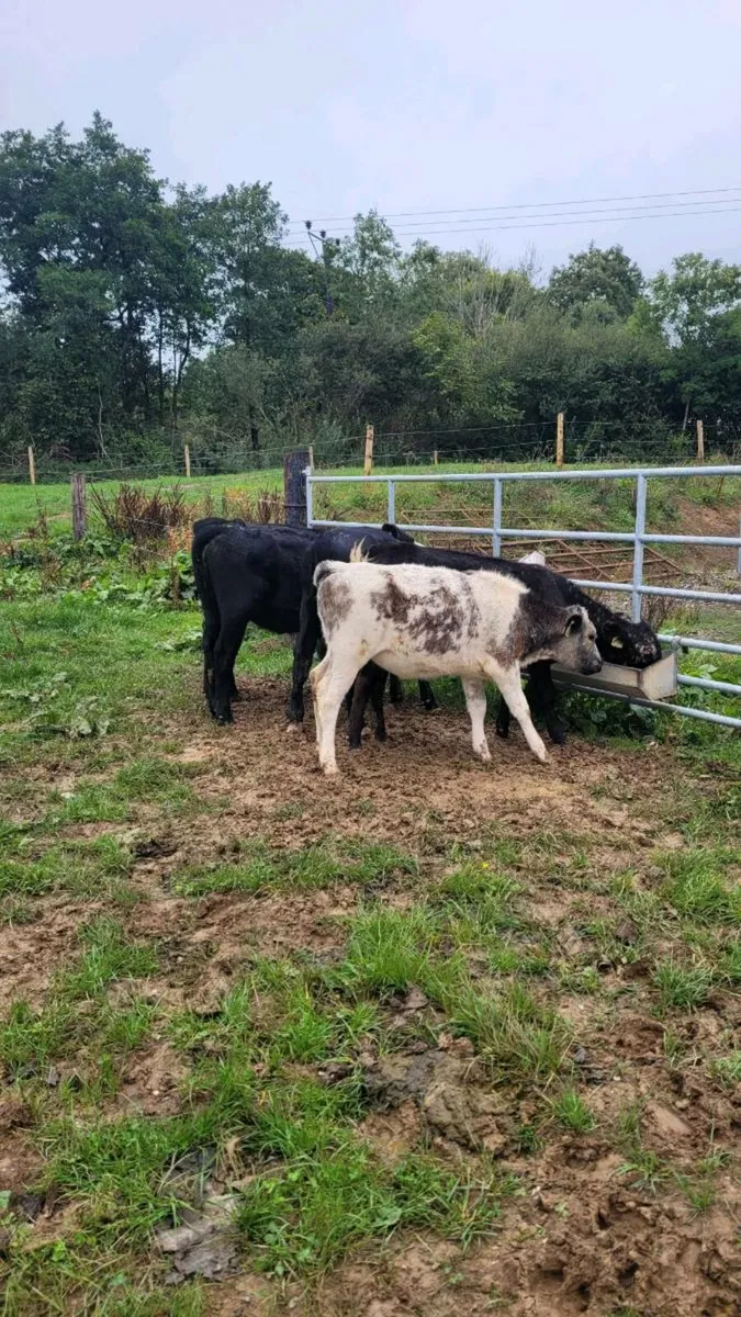 4 angus and 1 bb heifers - Image 2
