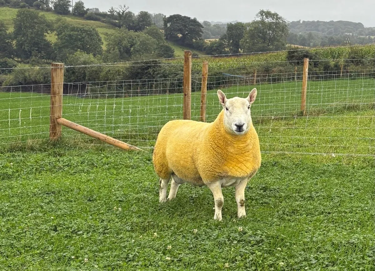 North Country Cheviot shearling Rams (Park type) - Image 2