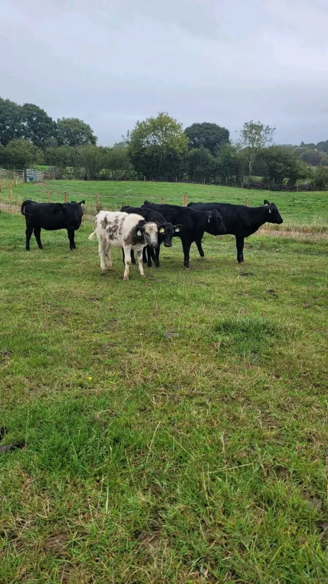 4 angus and 1 bb heifers - Image 3