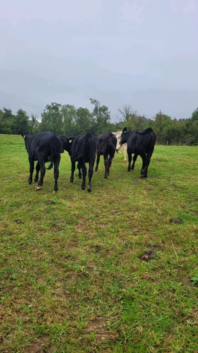 4 angus and 1 bb heifers - Image 4