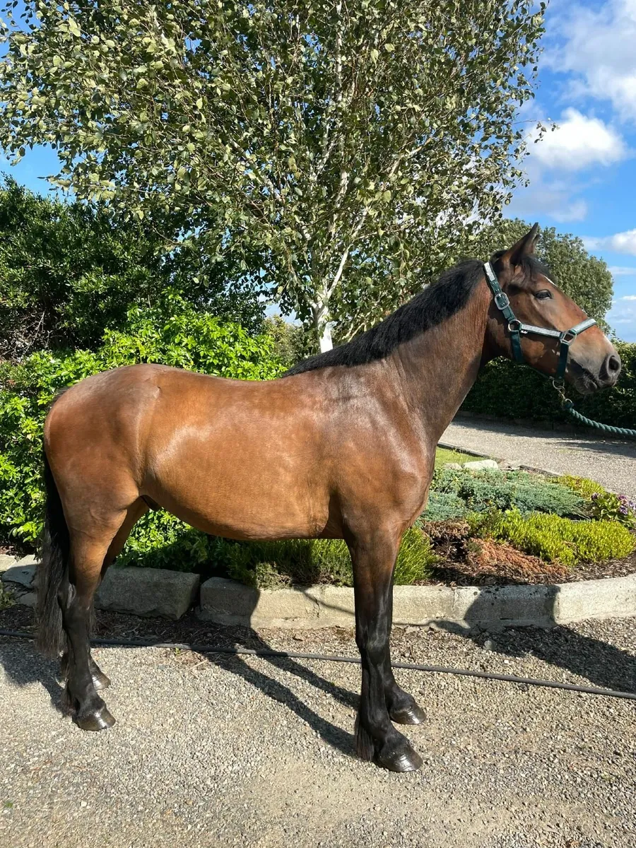 Light/middle weight cob - Image 1