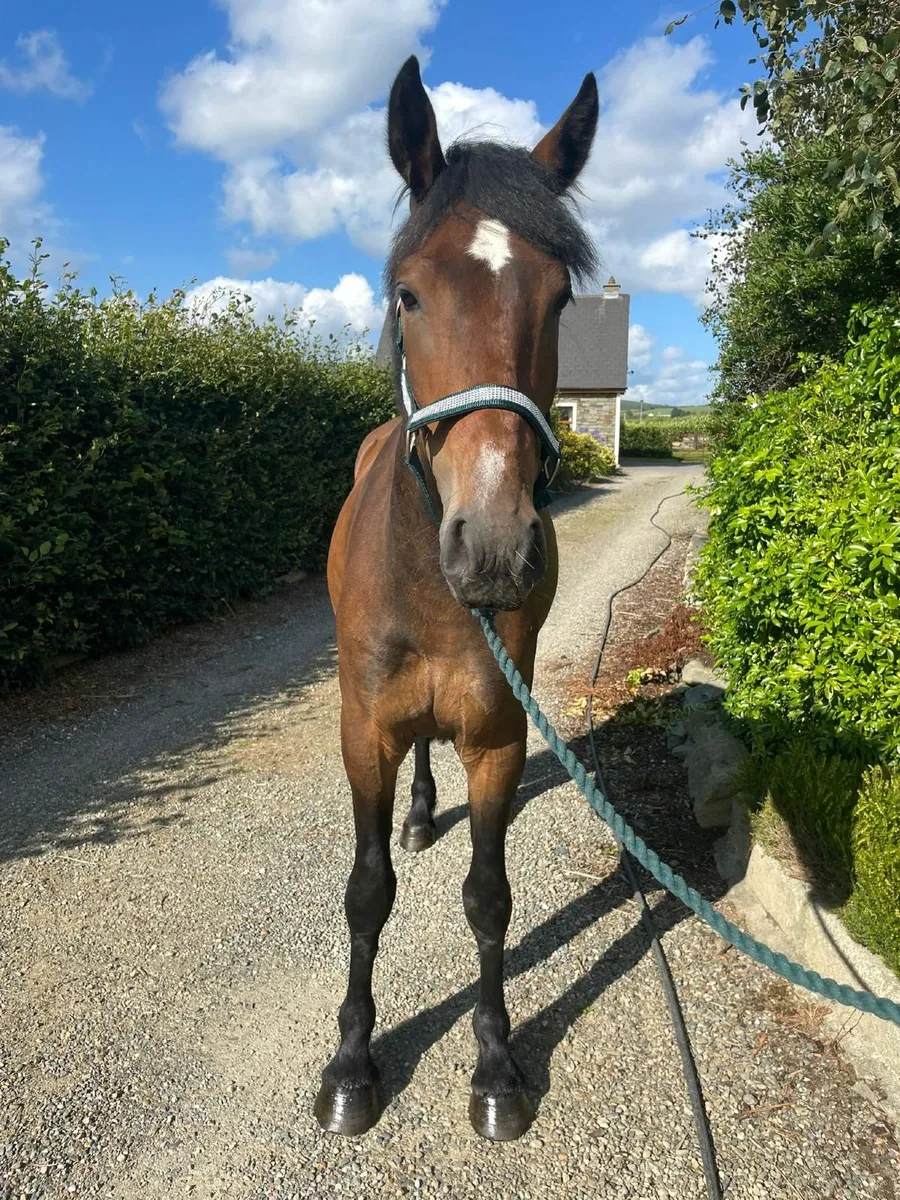 Light/middle weight cob - Image 2