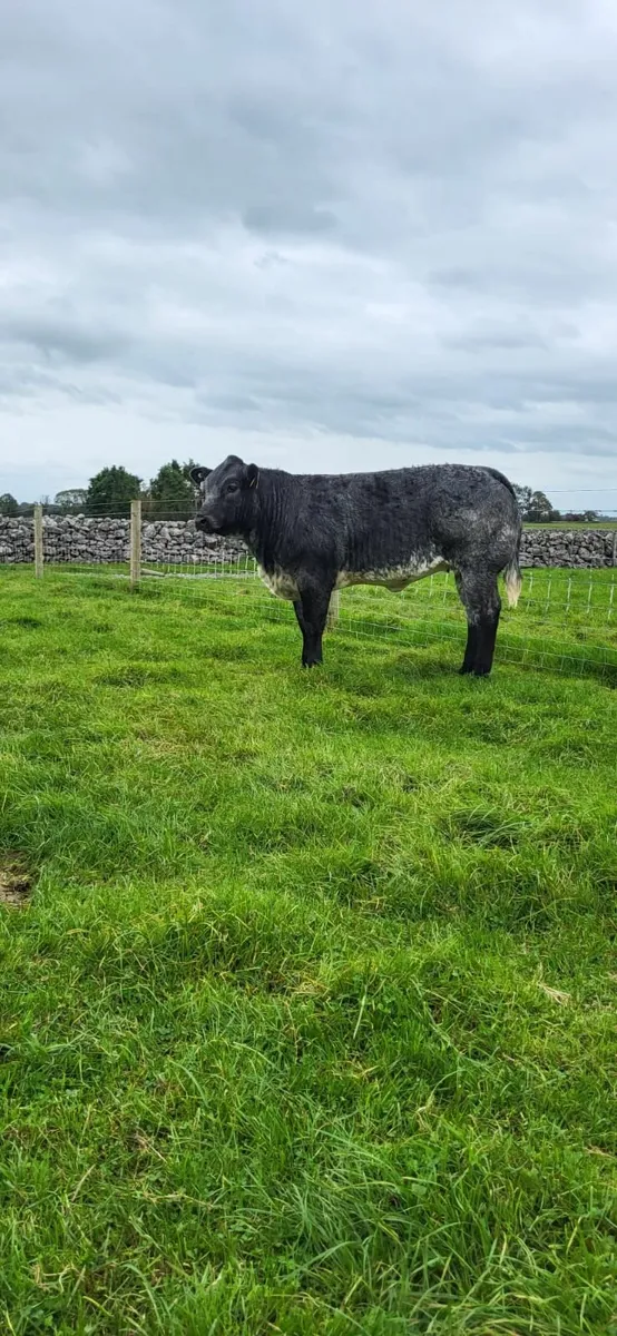 SHOW CALVES - BALLA MART - Image 2