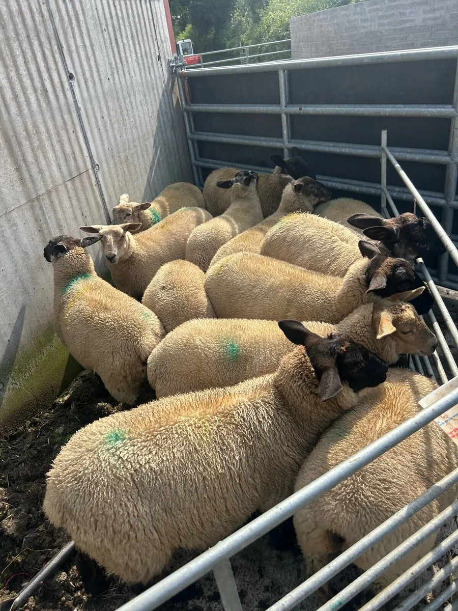 Nz Suffolk x Texel Ewe lambs - Image 2
