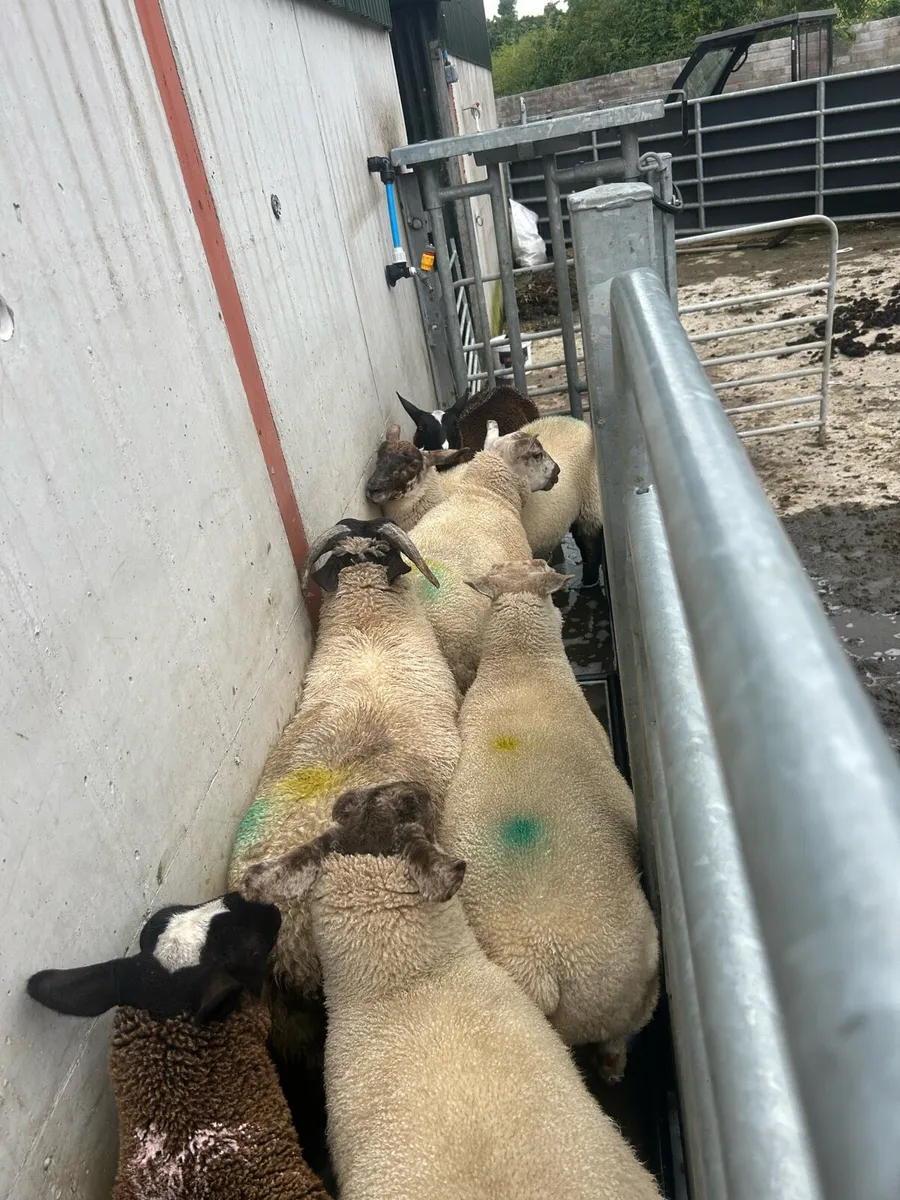 Nz Suffolk x Texel Ewe lambs - Image 3