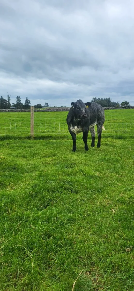 SHOW CALVES - BALLA MART - Image 4