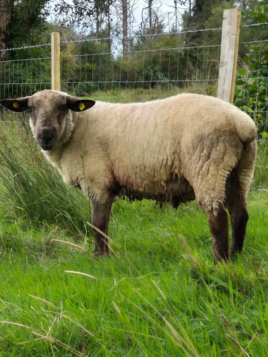 Suftex Ram - Image 1
