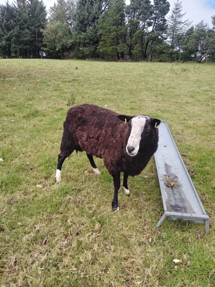 Zwartble Ram - Image 2