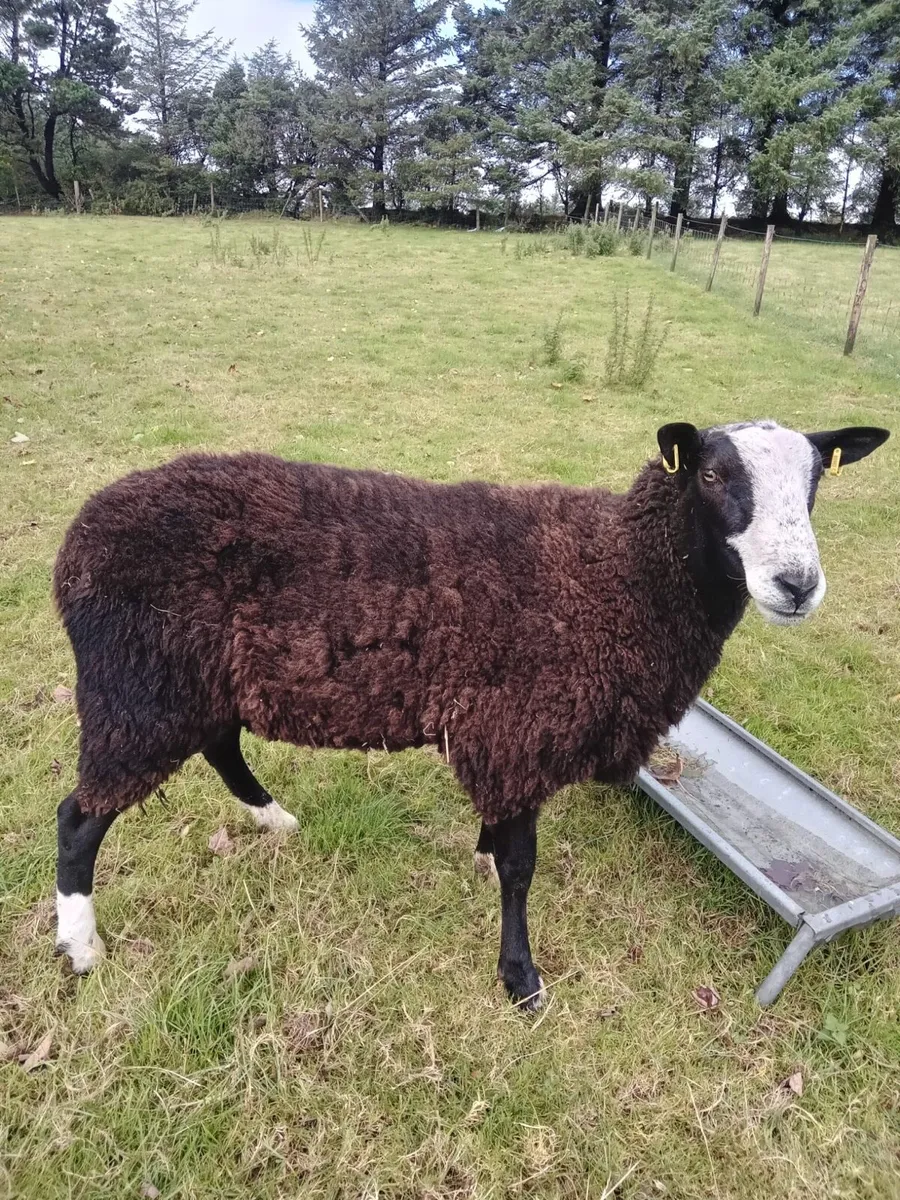 Zwartble Ram - Image 3