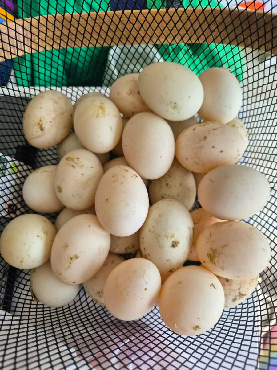 Duck Eggs - Image 1
