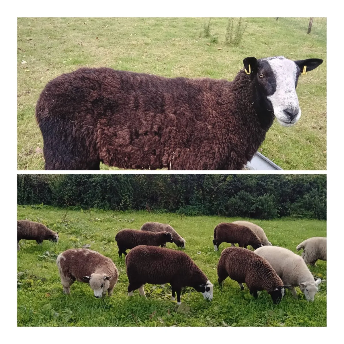 Zwartble Ram and Dorset X Zwartble Ewe Lambs - Image 1