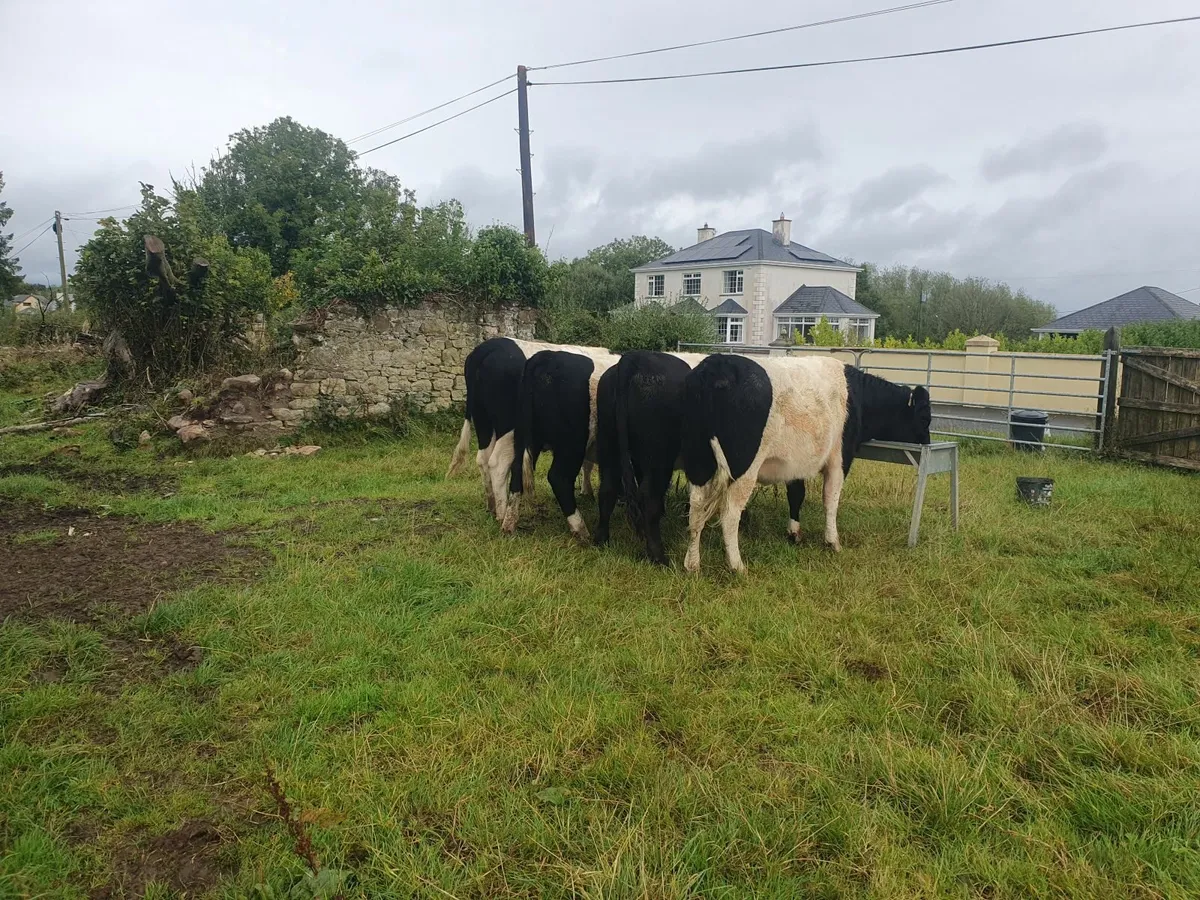 Heifers - Image 1