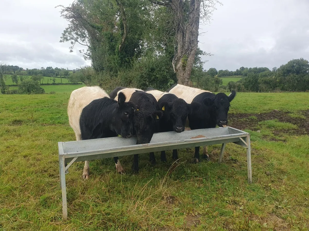 Heifers - Image 2