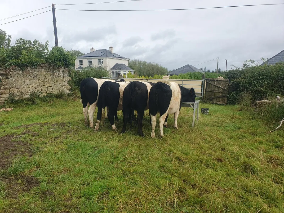 Heifers - Image 3
