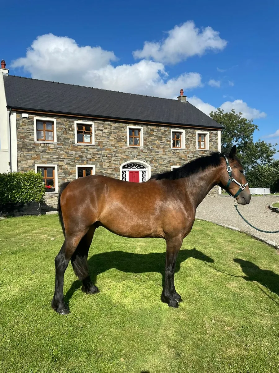 Light/middle weight cob - Image 4