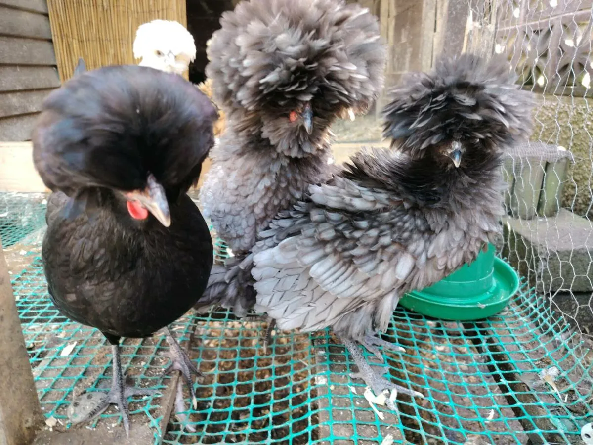 Orpington, call ducks, call duck pen,polish chicks - Image 2