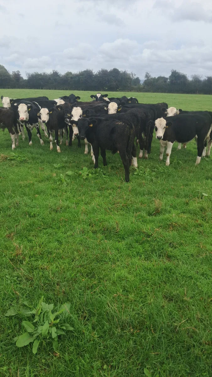 Weanlings - Image 2
