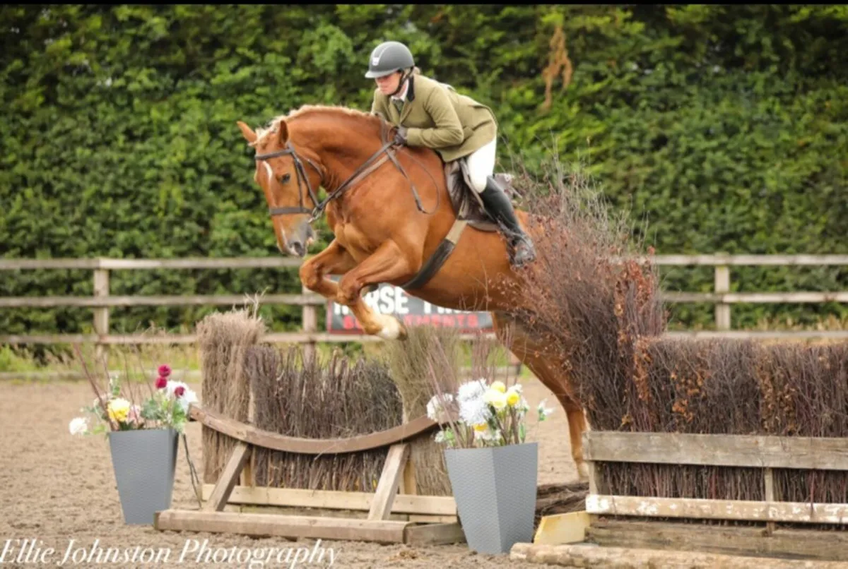 155cm 5yr old gelding - Image 1